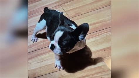 French Bulldog puppy stolen from family's home in Selma.